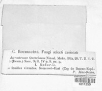 Microstroma quercinum image